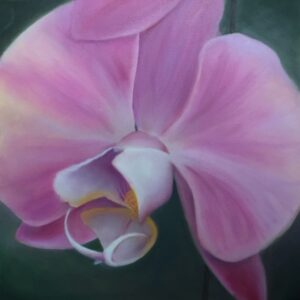 Linda Gillen Orchid